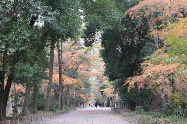 広さ約12万平方メートルの原生林が広がる「糺の森」/下鴨神社