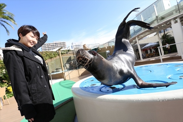 アシカトレーナー体験