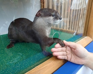 カワウソとの握手会も！サンシャイン水族館2018年福袋がユニーク