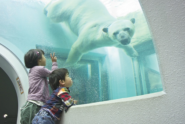 静岡市vs浜松市 ココでしか見られない動物も 市民から愛される動物園対決 ウォーカープラス