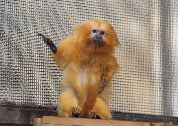 画像2 13 静岡市vs浜松市 ココでしか見られない動物も 市民から愛される動物園対決 ウォーカープラス