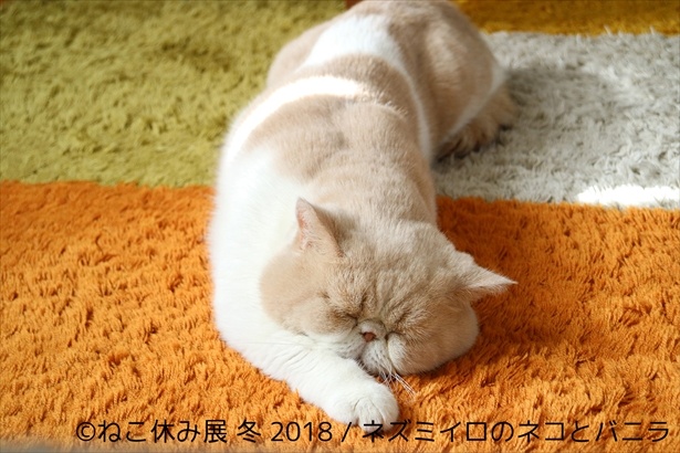 ほっこりカーペットの上でうーんと伸び～るキュートな猫ちゃんも