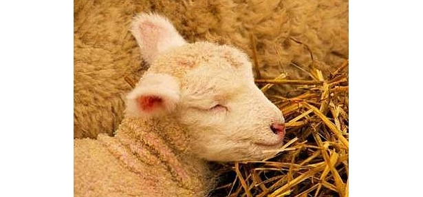 ぐっすり眠る子ヒツジの姿も