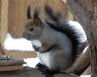 冬は“耳毛”がふっさふさ！　旭山動物園で防寒対策ばっちりなエゾリスを見る