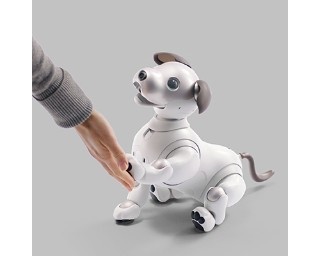 aiboといち早く触れ合える！渋谷モディに「aibo room」が登場