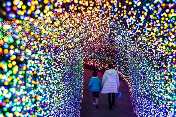 【写真を見る】フォトジェニックな「夢のトンネル」