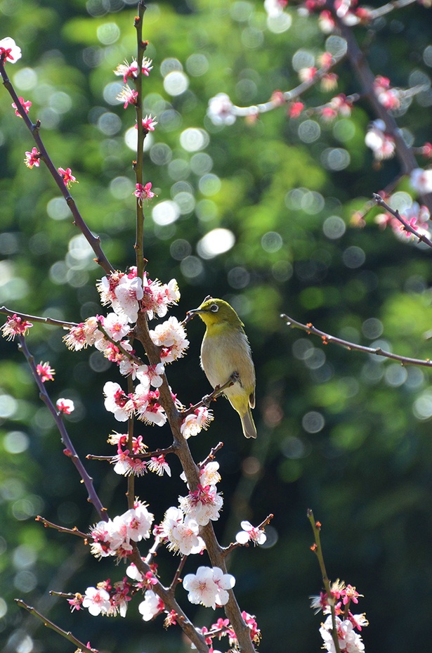 画像2 4 1月下旬から梅の花が楽しめる 大倉山公園梅林 は 横浜で数少ない観梅スポット ウォーカープラス