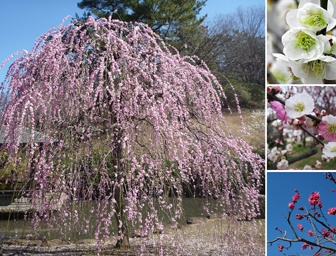 1月下旬から梅の花が楽しめる 「大倉山公園梅林」は、横浜で数少ない観梅スポット！