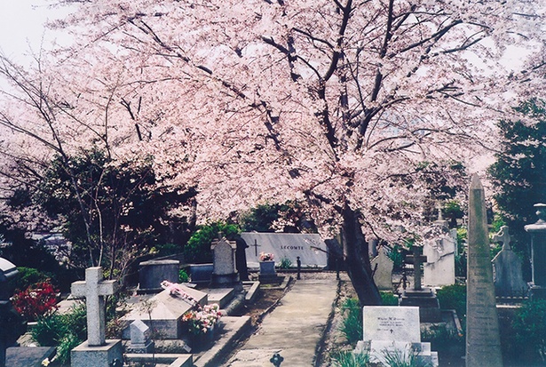 横浜山手外人墓地のエリザ・R・シドモアの墓碑の傍らで、満開に咲き誇る「シドモア桜」