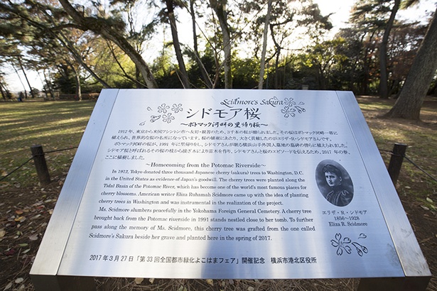 シドモア桜の前には、説明が記された看板が設置されている