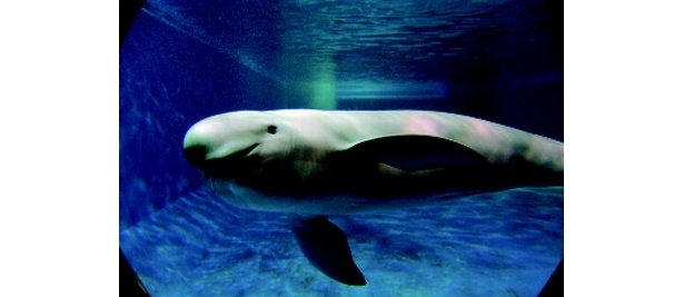 海遊館に｢スナメリ｣が！ 各施設で“新顔動物”が続々登場