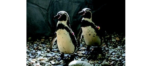 ｢神崎農村公園　ヨーデルの森｣にはケープペンギンもやって来る！