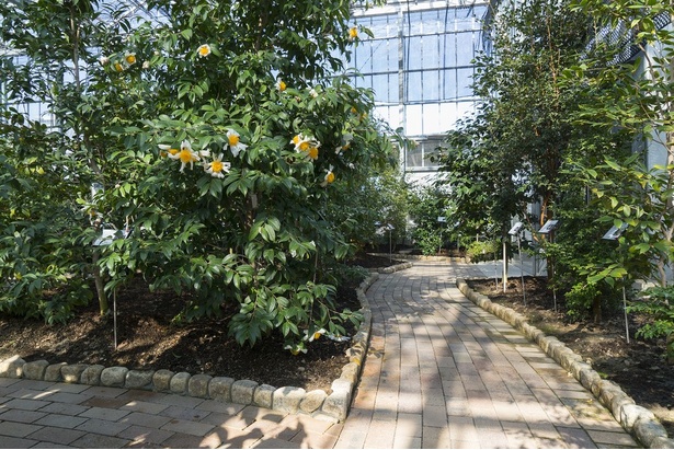 ガラス張りで温室風のツバキ展示施設