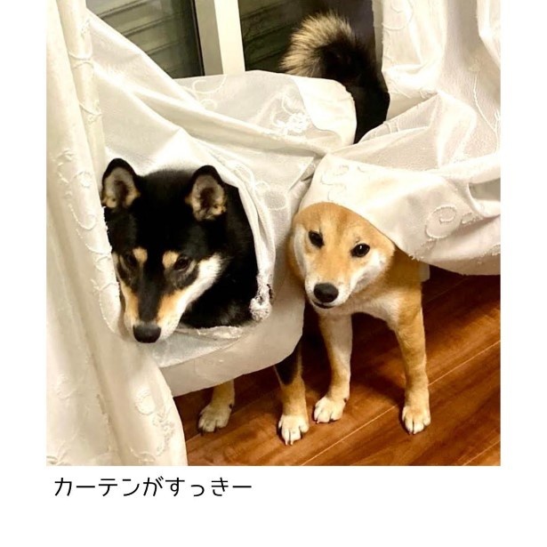 柴犬と暮らすわが家のカーテンの成長記録009