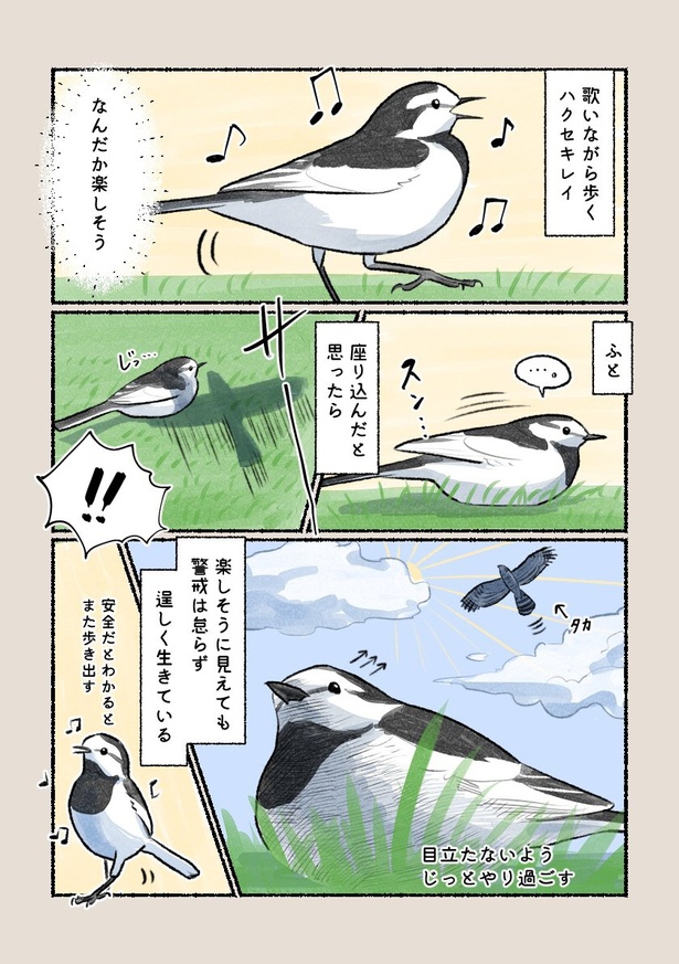 ハクセキレイ02