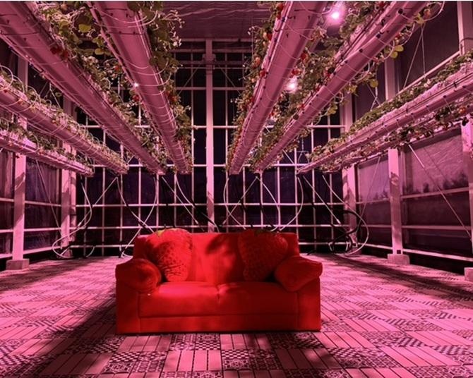 神奈川県藤沢市で楽しむ“進化系いちご狩り”！空間貸切プランもある「リッチフィールドアグリタウン(湘南農場)」へ