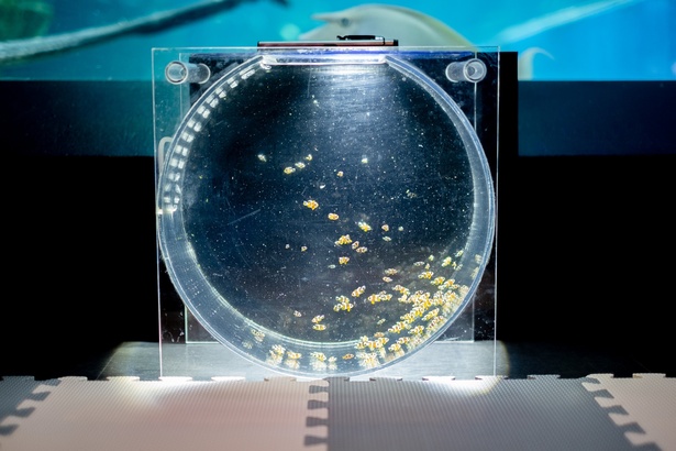 丸い水槽の中に小さなカクレクマノミの幼体が展示された