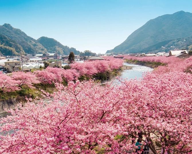 2月に楽しめる河津桜！今週末(2月14日・15日)に見頃を迎えそうな河津桜のお花見名所ガイド