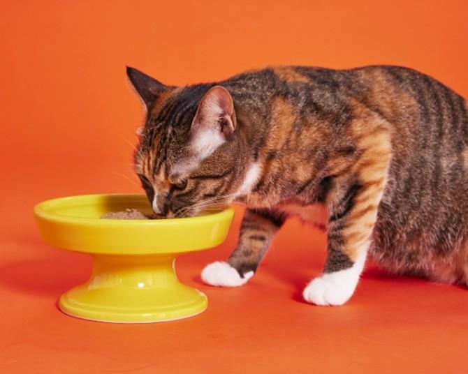 【2月22日は猫の日】“急に食べなくなる＝ワガママ”は嘘だった。最新科学で判明、食べムラがある猫のほうが賢い理由と5つの「愛のサイン」