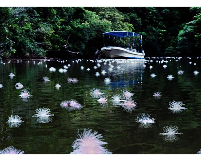 初夏の早朝にだけ現れる幻の花を愛でる「絶景サガリバナクルーズ」。星野リゾートの西表島ホテルで今年も開催