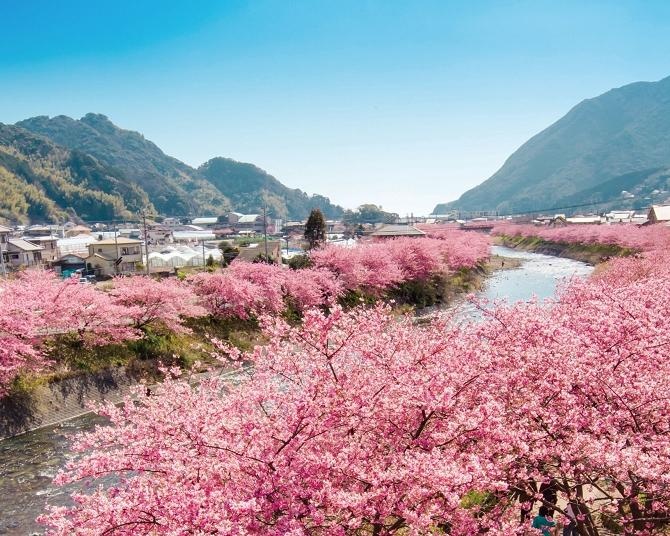 早咲き河津桜の名所・静岡県河津町で2026年の見頃到来中！今週末までは満開が続く予想