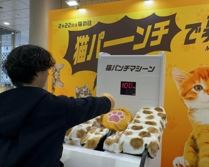3日間で約1400人が猫パンチ！イエローハットの保護猫支援イベント「猫パンチで募金」をレポート