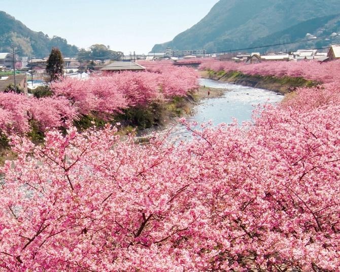今週末に河津桜が楽しめるお花見名所（2月28日・3月1日） - ウォーカープラス