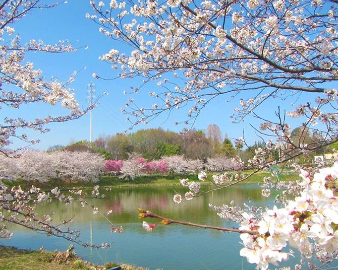 2026年最新！大阪・京都・兵庫のお花見BBQができるスポット10選
