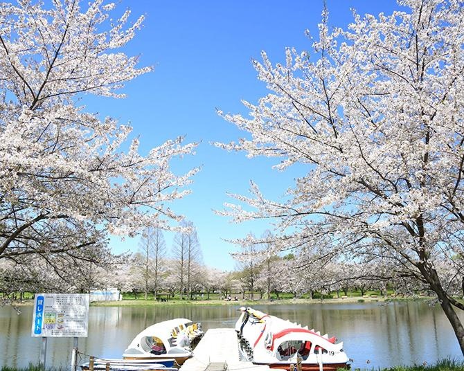 2026年最新！東京・神奈川・千葉・埼玉のお花見BBQができるスポット10選