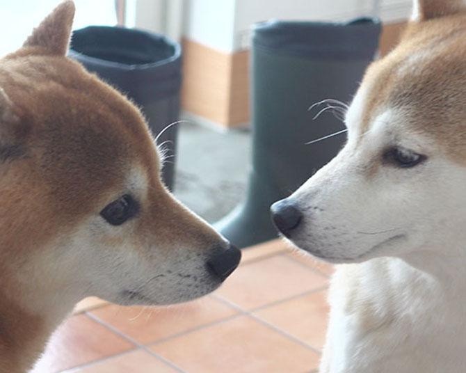 柴犬まみれのお泊まり会！柴犬はちくんの家に、実家のイヌトモ“Q”が遊びに来た