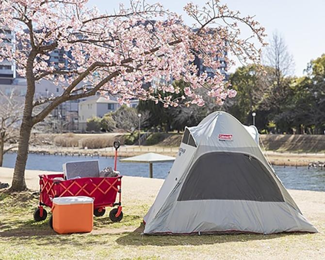 ギアが少しあるだけで、お花見はもっと自由になる。コールマンの最新アイテムと楽しむ、桜の下の心地よい過ごし方