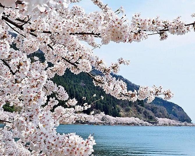 海津大崎の桜ガイド！開花時期や見頃・見どころ・アクセスを解説