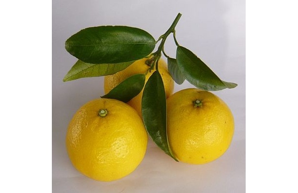 「ニューサマーオレンジ」はグレープフルーツのようなレモンイエローが特徴