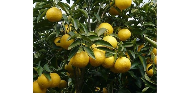 宮崎の日向夏と同じ品種だが、伊豆地域では「ニューサマーオレンジ」と呼ばれている