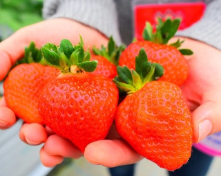 新春イチゴ狩りへGO！福岡・花立山ファームの採れたてのイチゴを堪能