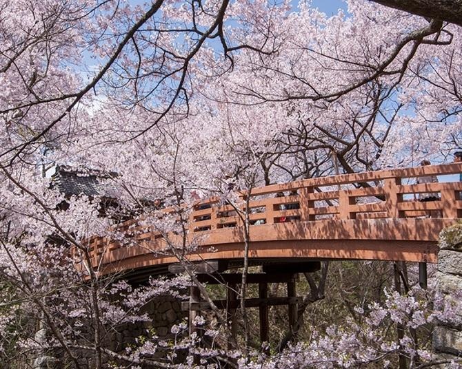 高遠城址公園の桜ガイド！開花時期や見頃、おすすめビュー、アクセス情報をチェック