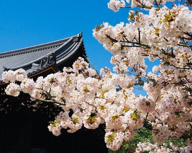 「御室桜」で名高い仁和寺の桜！開花時期や見どころ、アクセスは？