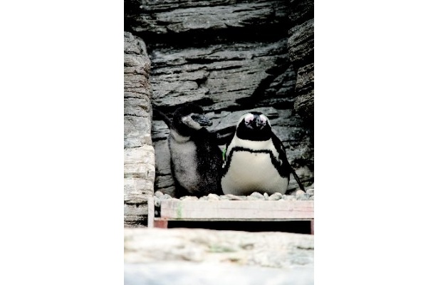 サンシャイン国際水族館では、ケープペンギンの赤ちゃんも！
