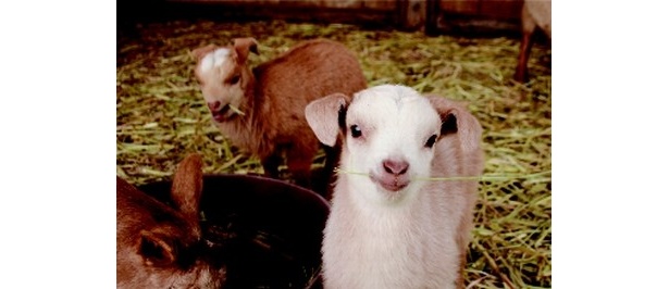 千葉県の成田ゆめ牧場では、双子のヤギの赤ちゃんが成長中！