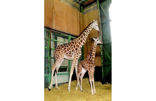 昨年12月に誕生した羽村市動物公園の赤ちゃんキリンは、なんと2mに！