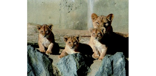 茨城県日立市かみね動物園では、勇ましい表情の3頭の赤ちゃんライオンが！