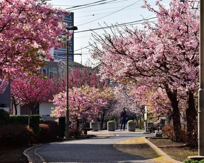 ソメイヨシノの開花シーズン間近！一足先に桜を楽しめそうなお花見名所は？