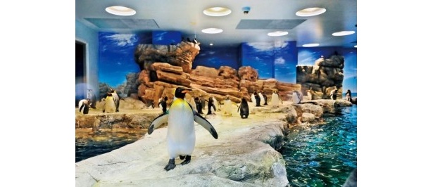 日本最大級の｢ペンギン村｣誕生！ 水中トンネルを泳ぐ姿に注目