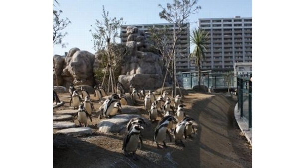 フンボルトペンギンの生息地を再現。木道を歩いて回遊する姿をじっくりと観察できる