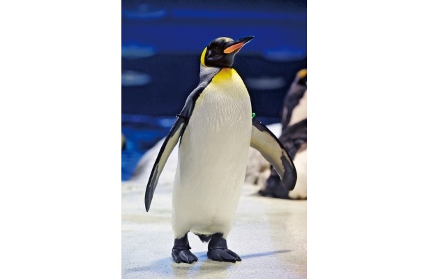 画像6 8 日本最大級の ペンギン村 誕生 水中トンネルを泳ぐ姿に注目 ウォーカープラス