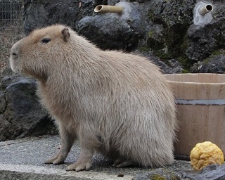「カピバラの長風呂対決」に密着！のんびり癒しの勝負の行方は