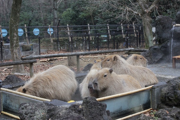 埼玉県こども動物自然公園にあるカピバラの露天風呂