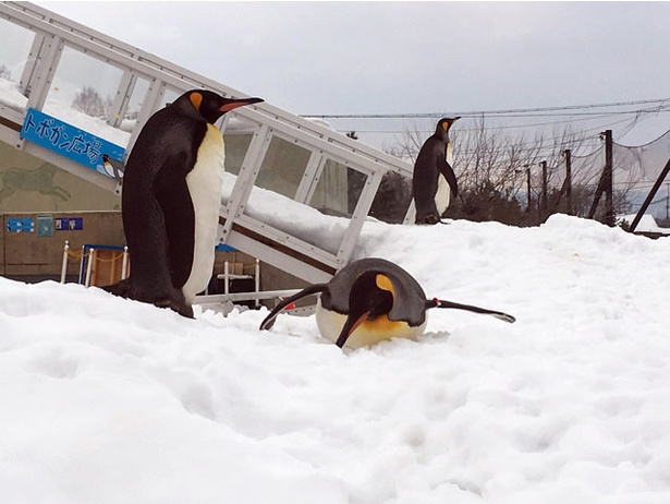 人気のペンギンの散歩など 冬の旭山動物園を満喫する園内ルート案内 ウォーカープラス