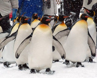 人気のペンギンの散歩など、冬の旭山動物園を満喫する園内ルート案内