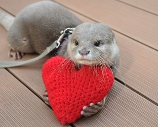 アシカやカワウソのパフォーマンスが楽しめる！サンシャイン水族館のバレンタイン 